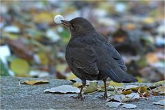 Amsel mit Frühstück