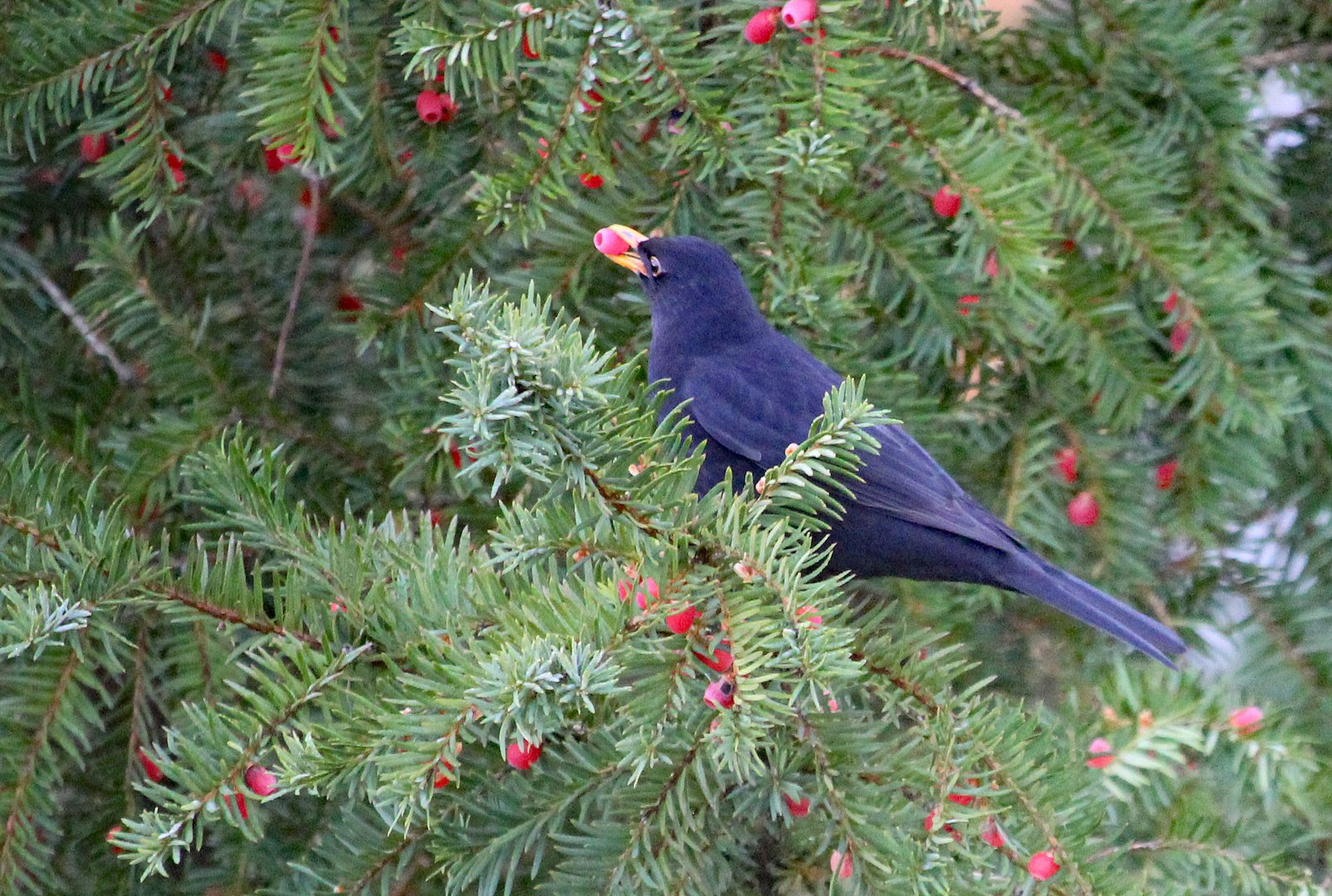 Amsel mit Futter 1