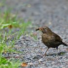 Amsel mit Futter 1/10