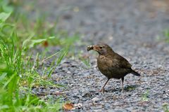 Amsel mit Futter 1/10