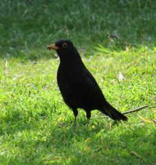 Amsel mit Futter