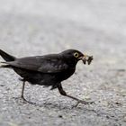 Amsel mit Futter