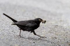 Amsel mit Futter