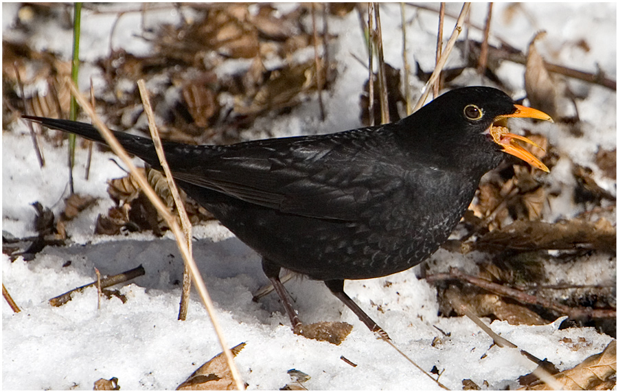 Amsel mit großem Hunger