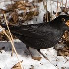 Amsel mit großem Hunger