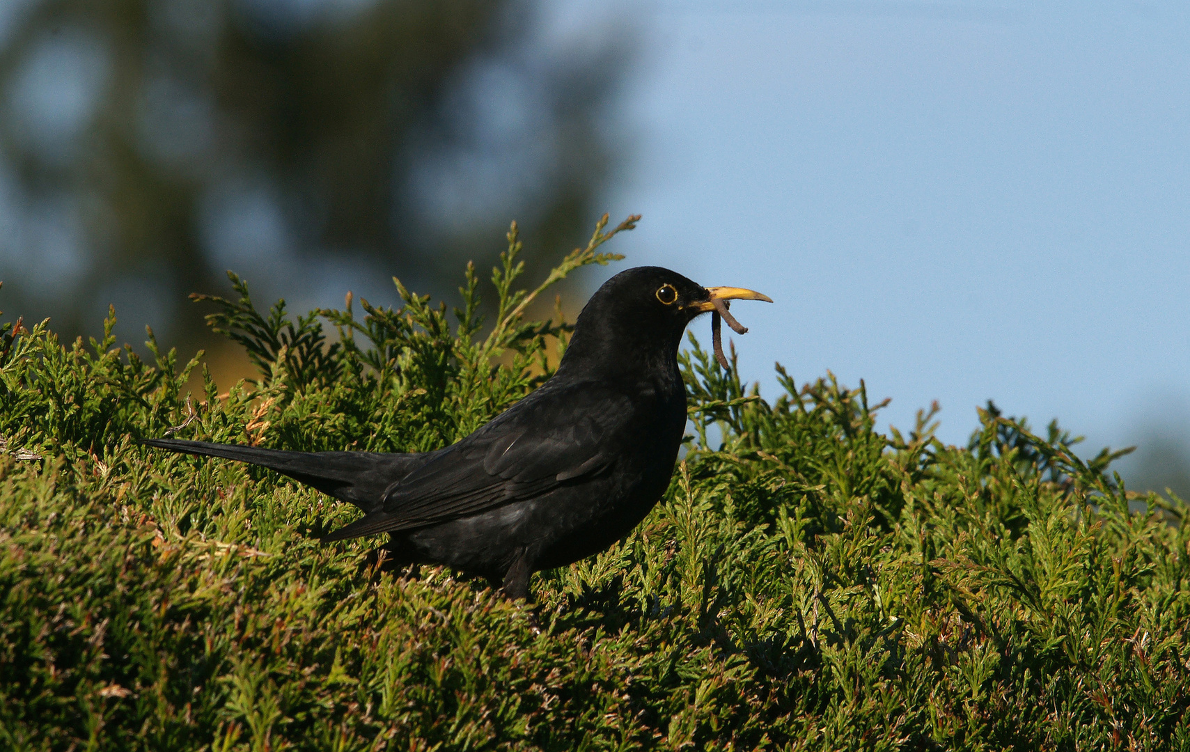 Amsel mit Handicap. 2