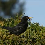 Amsel mit Handicap. 2