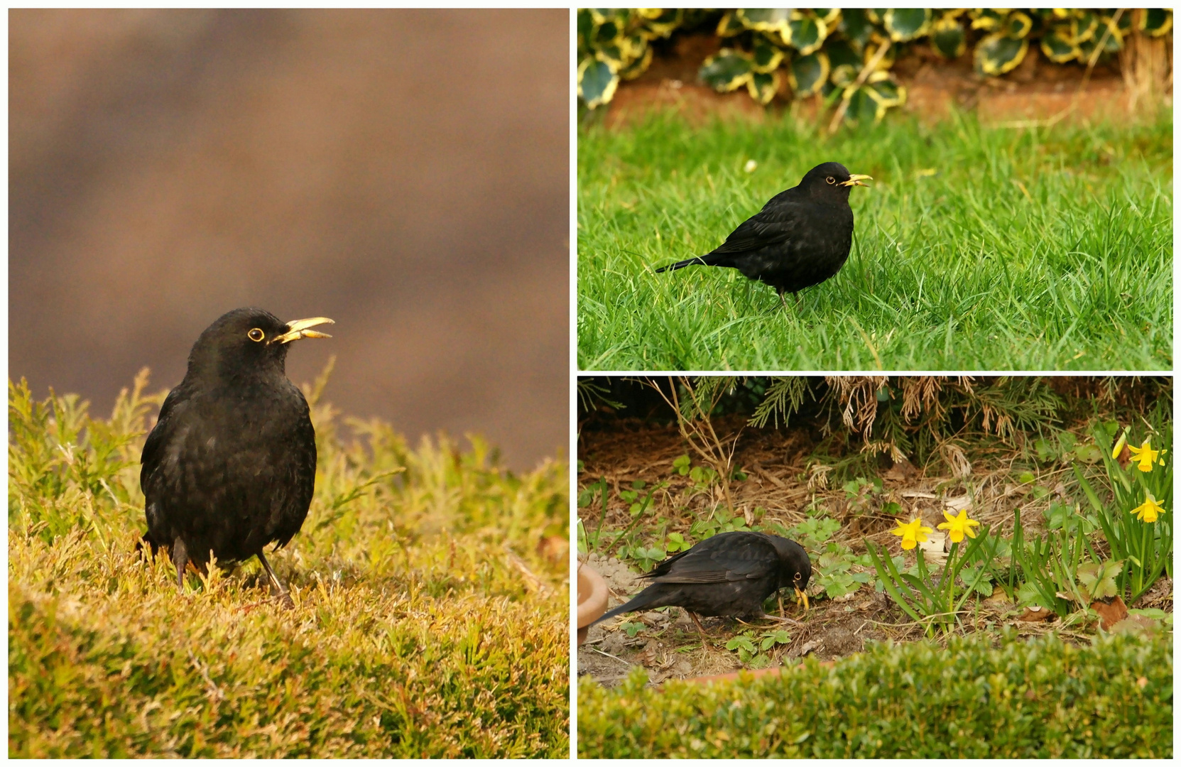 Amsel mit Handicap.