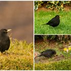 Amsel mit Handicap.