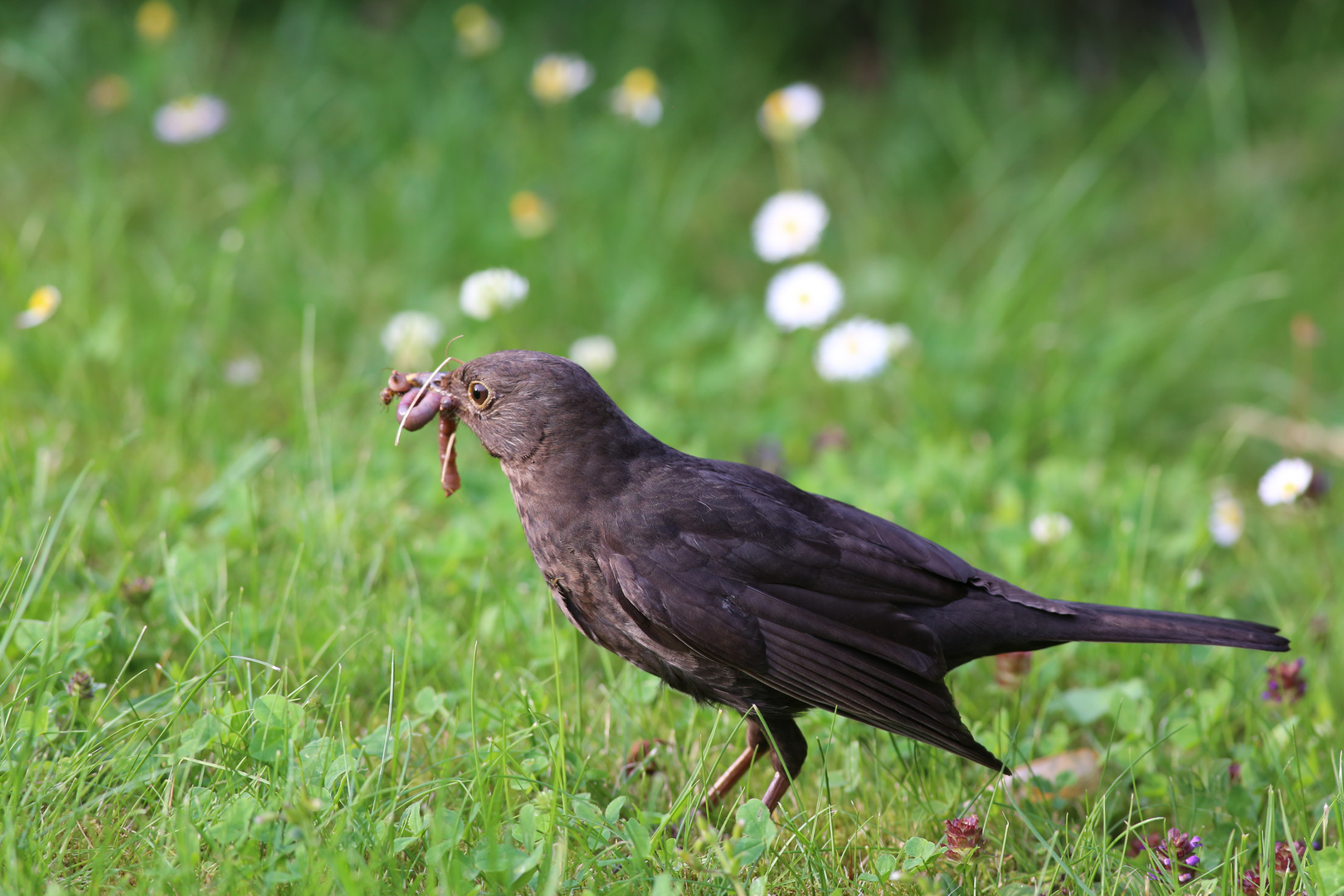 Amsel mit Happi!