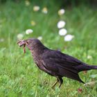 Amsel mit Happi!