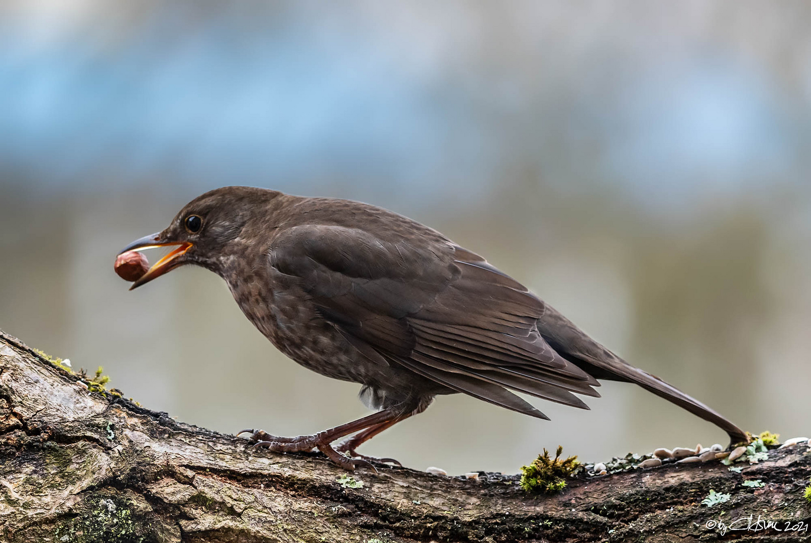 Amsel mit Haselnuss