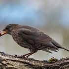 Amsel mit Haselnuss