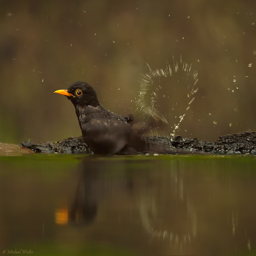 Amsel mit Herz