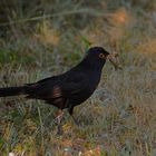 Amsel mit Jagdbeute