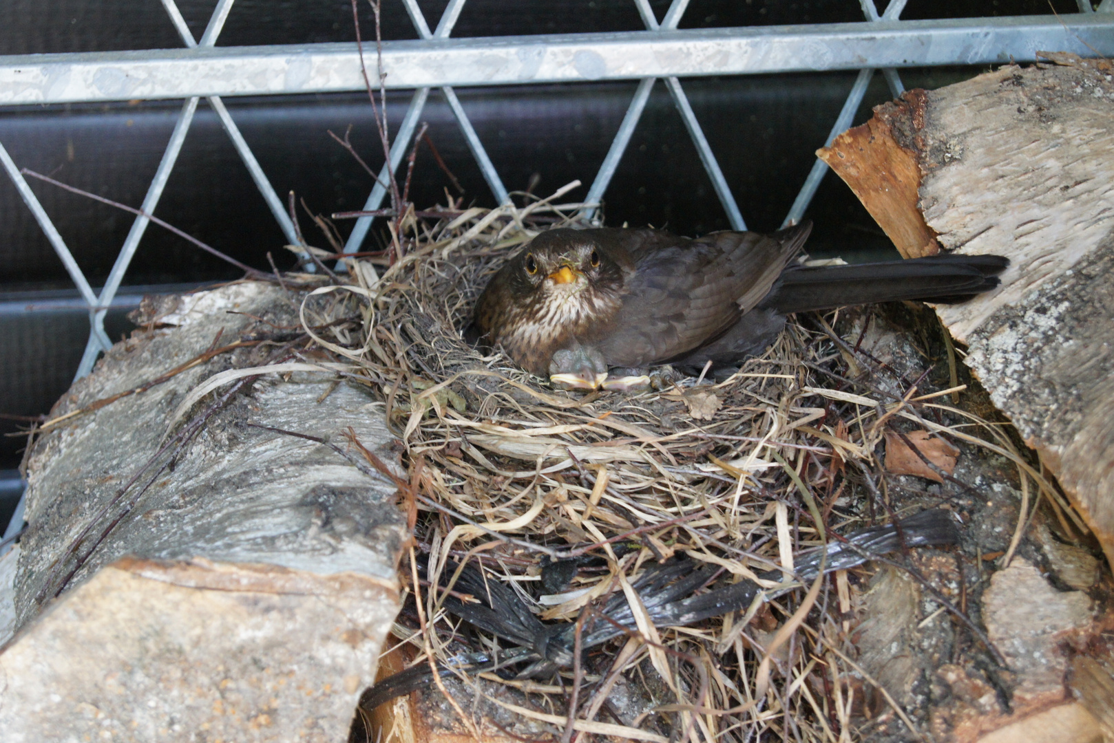 Amsel mit Jungtieren