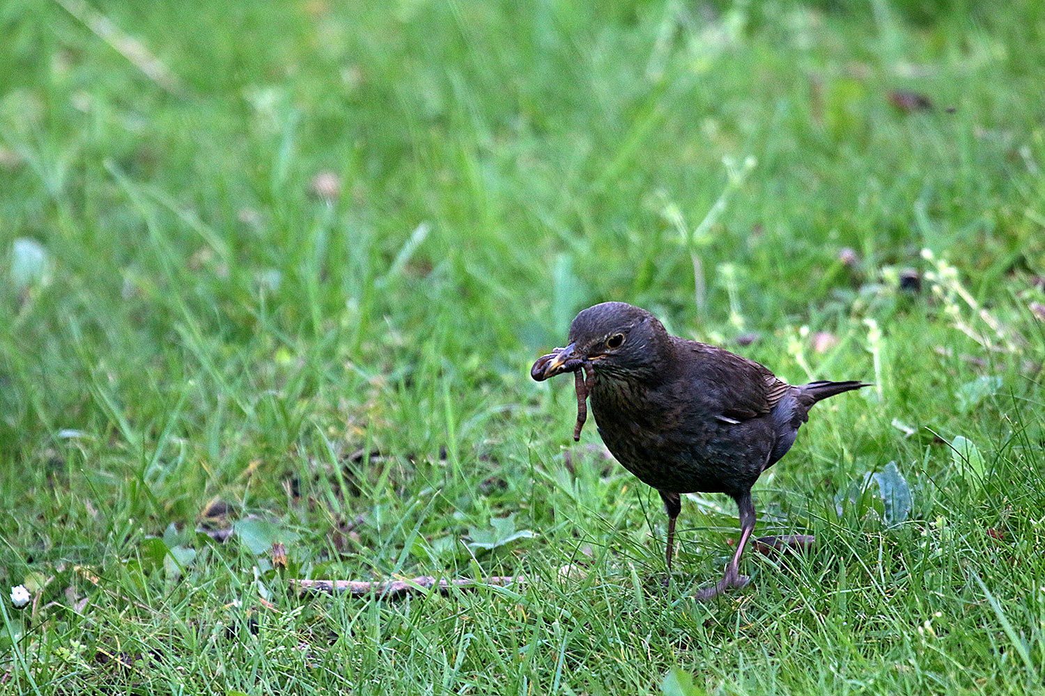 Amsel mit leckeres Mittagessen