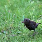 Amsel mit leckeres Mittagessen