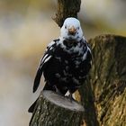 Amsel mit Leuzismus - täglich bei uns zu Gast