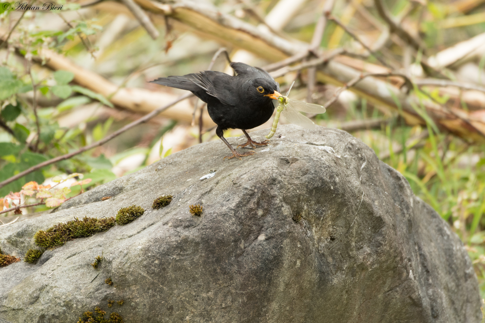 Amsel mit Libelle