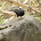 Amsel mit Libelle