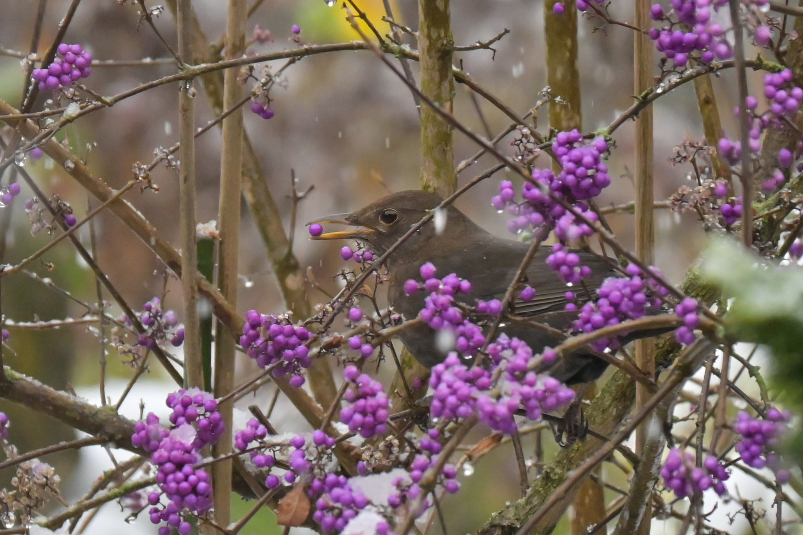 Amsel mit Liebesperlen