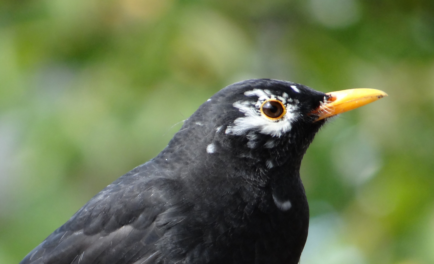 Amsel mit Make up