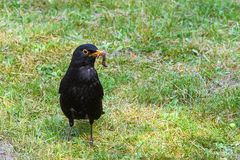 Amsel mit Mal