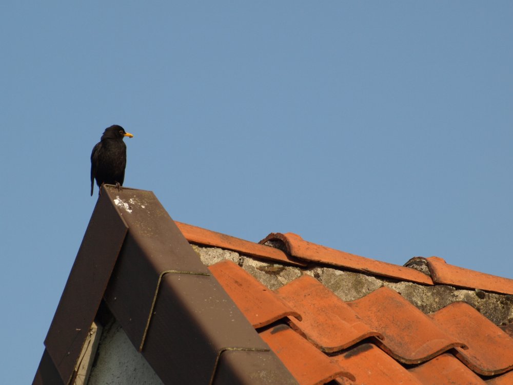 Amsel mit mangelhafter Morgentoilette