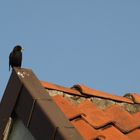 Amsel mit mangelhafter Morgentoilette