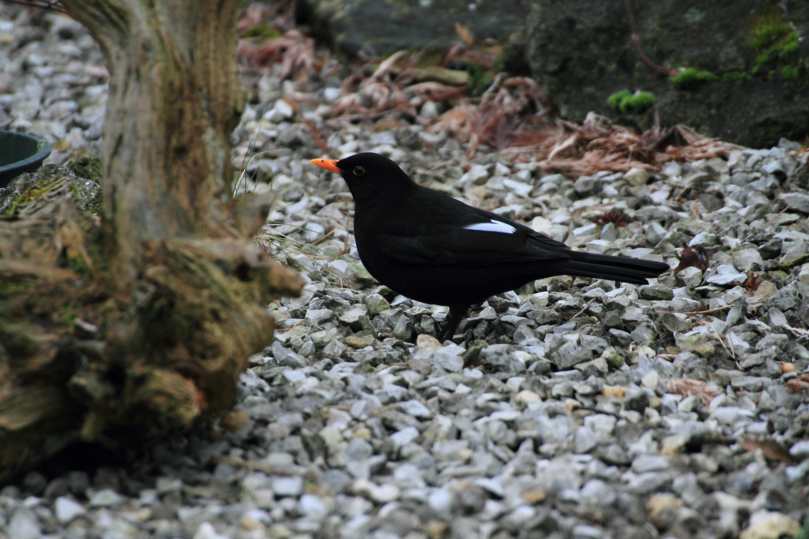 Amsel mit Merkmal