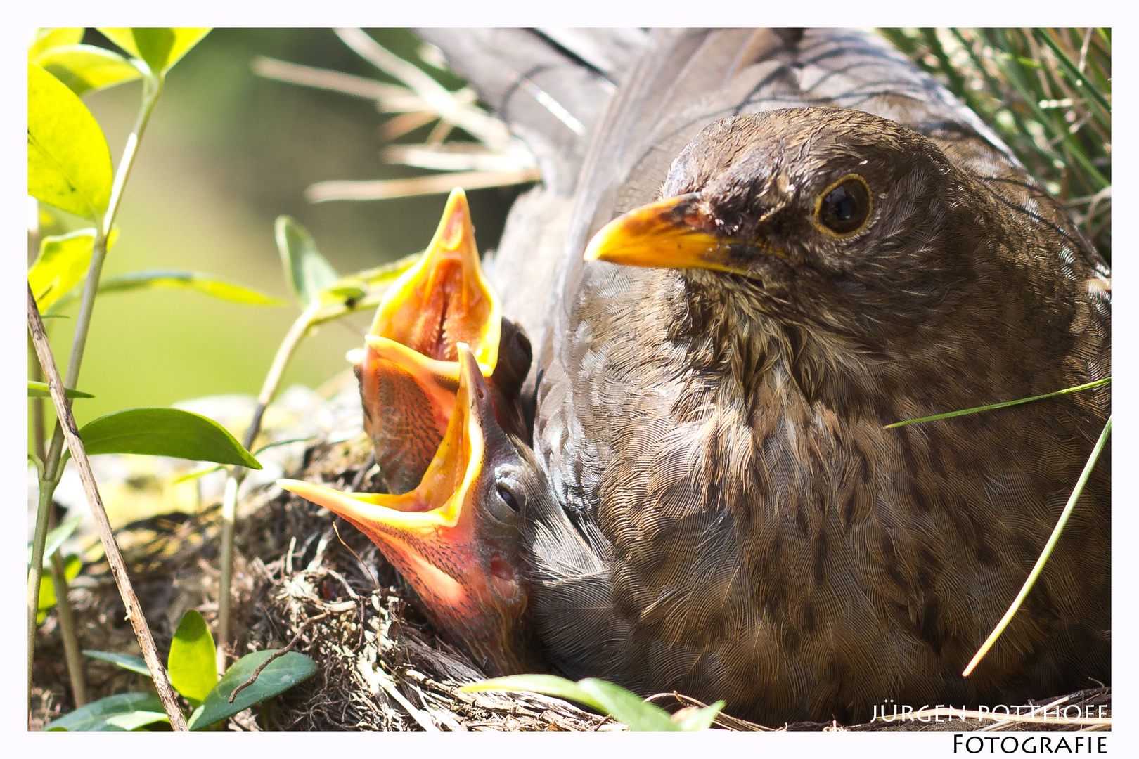 Amsel mit Nachwuchs