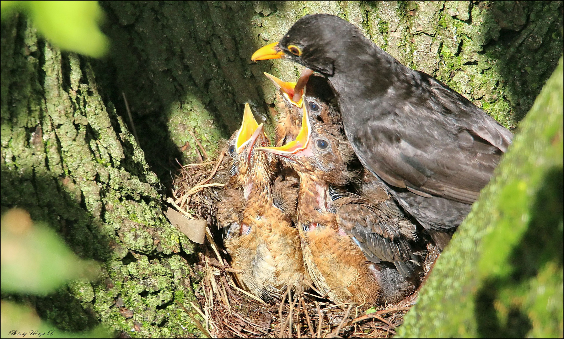 Amsel mit Nachwuchs