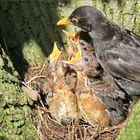 Amsel mit Nachwuchs