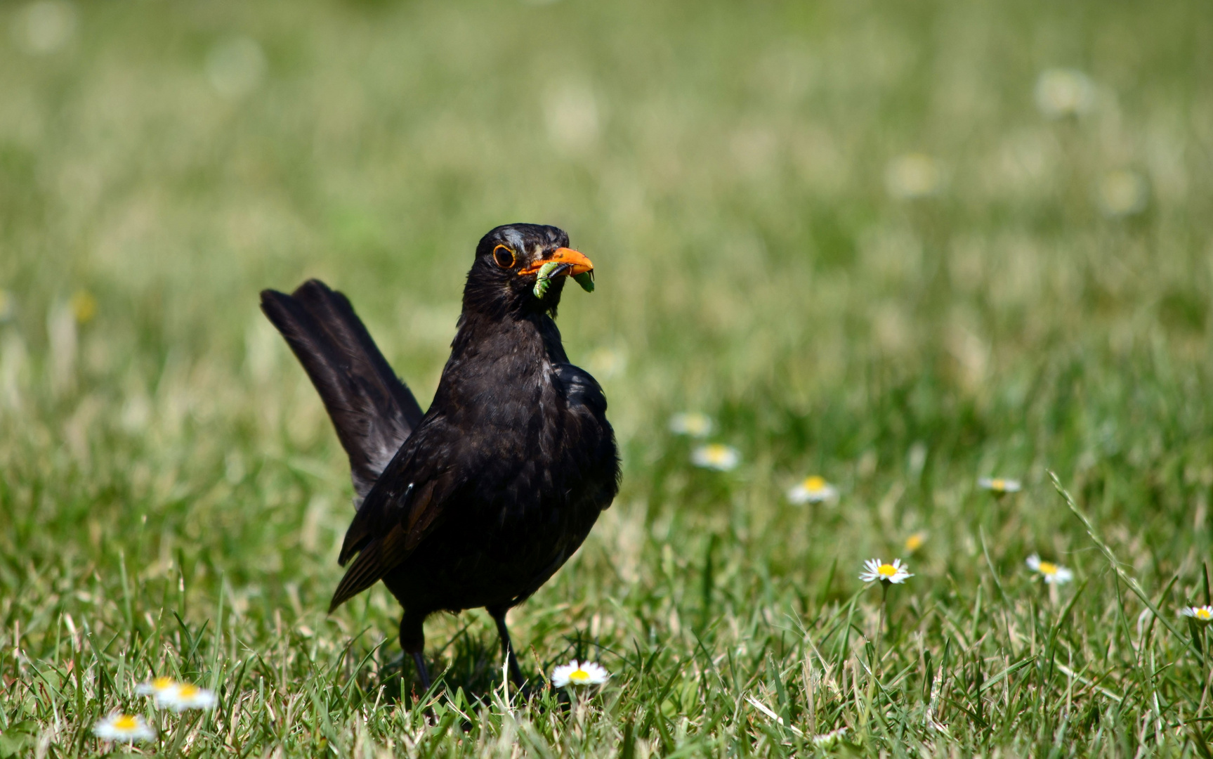 Amsel mit Nahrung