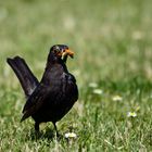 Amsel mit Nahrung