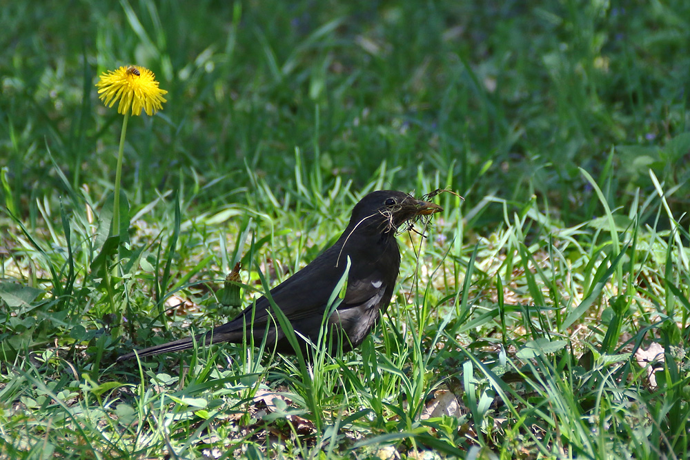 Amsel mit Nistmaterial