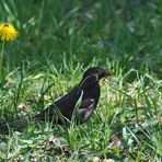 Amsel mit Nistmaterial