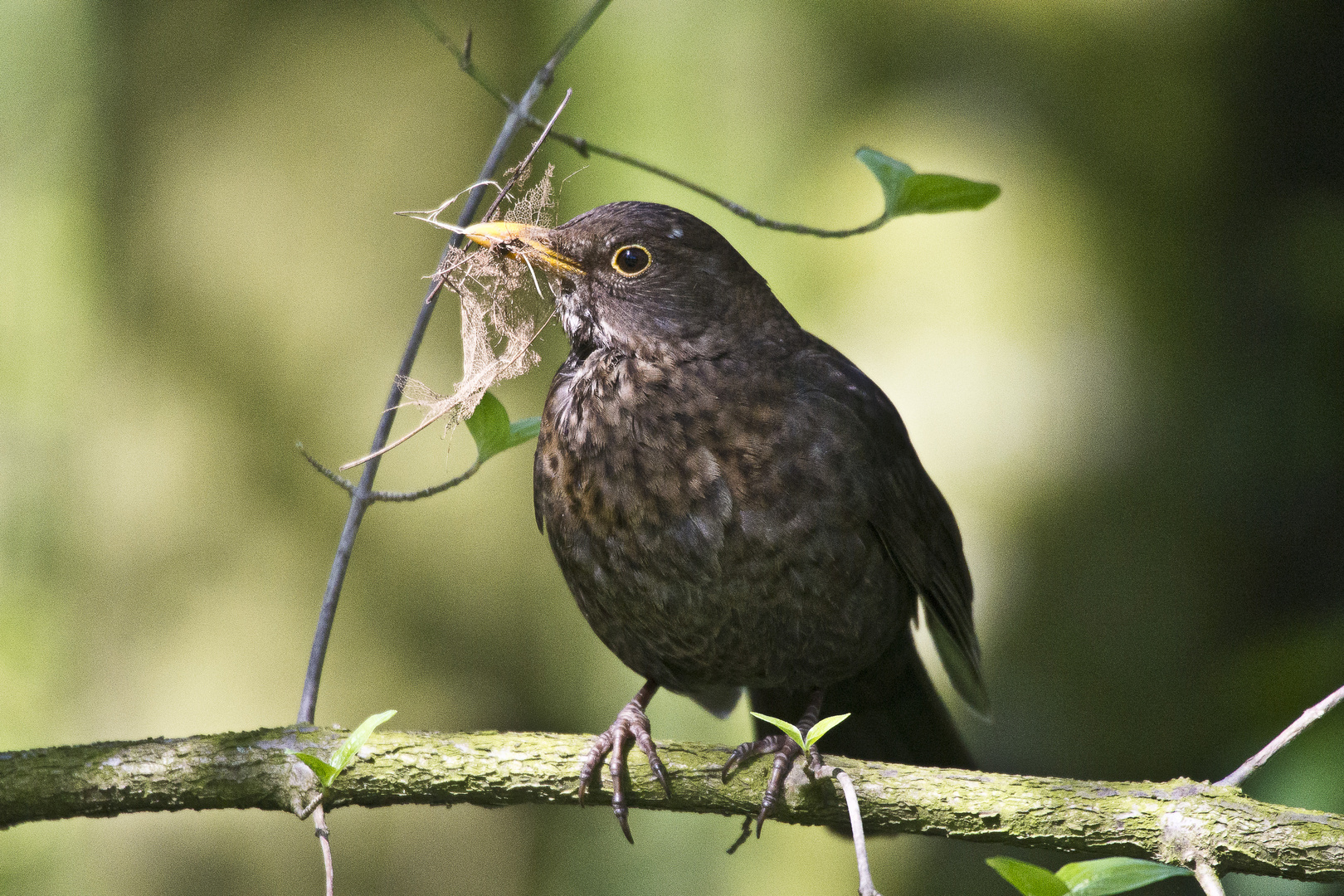 Amsel mit Nistmaterial