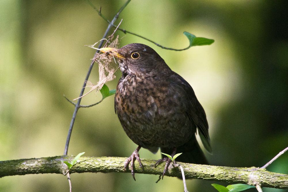 Amsel mit Nistmaterial