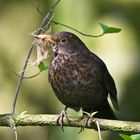 Amsel mit Nistmaterial