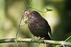 Amsel mit Nistmaterial