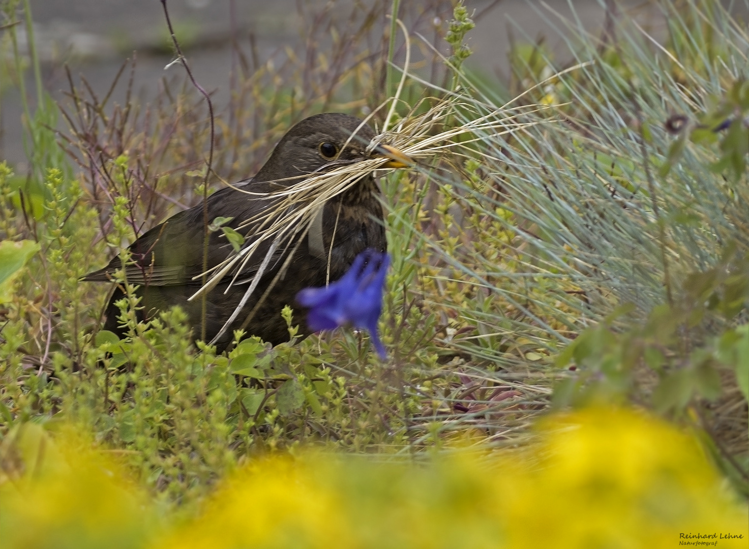  Amsel mit Nistmaterial