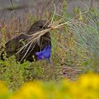  Amsel mit Nistmaterial