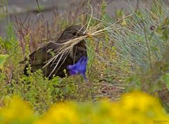  Amsel mit Nistmaterial