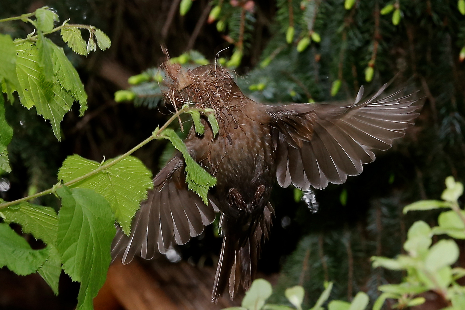 Amsel mit Nistmaterial