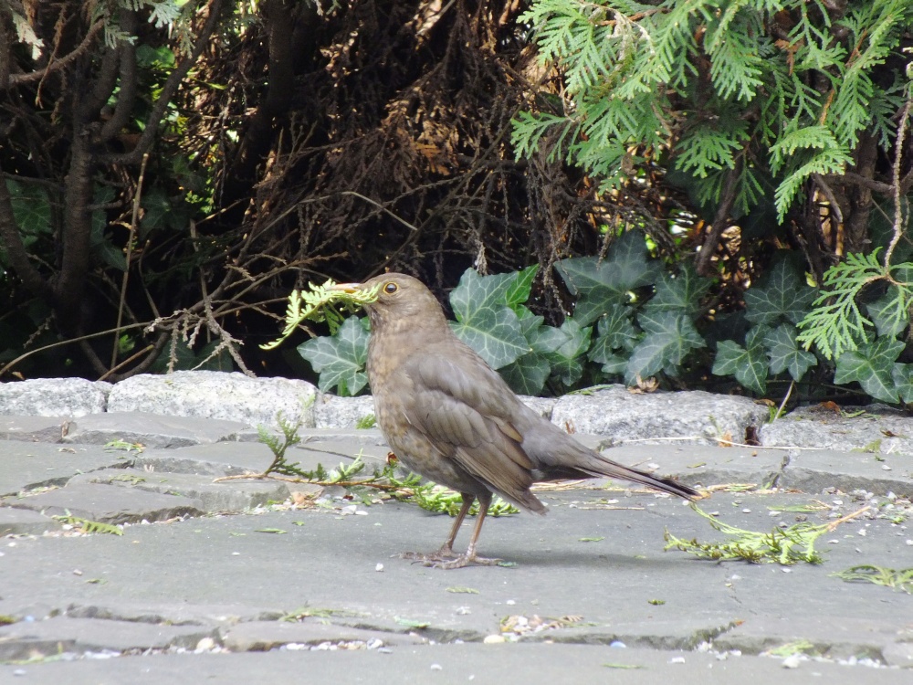 Amsel mit Nistmaterial für den Nestbau