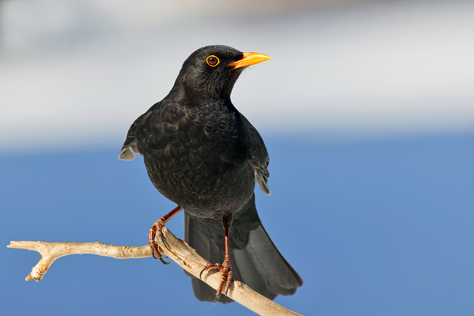 Amsel mit optimaler Übersicht