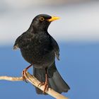 Amsel mit optimaler Übersicht