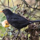 Amsel mit Quitte